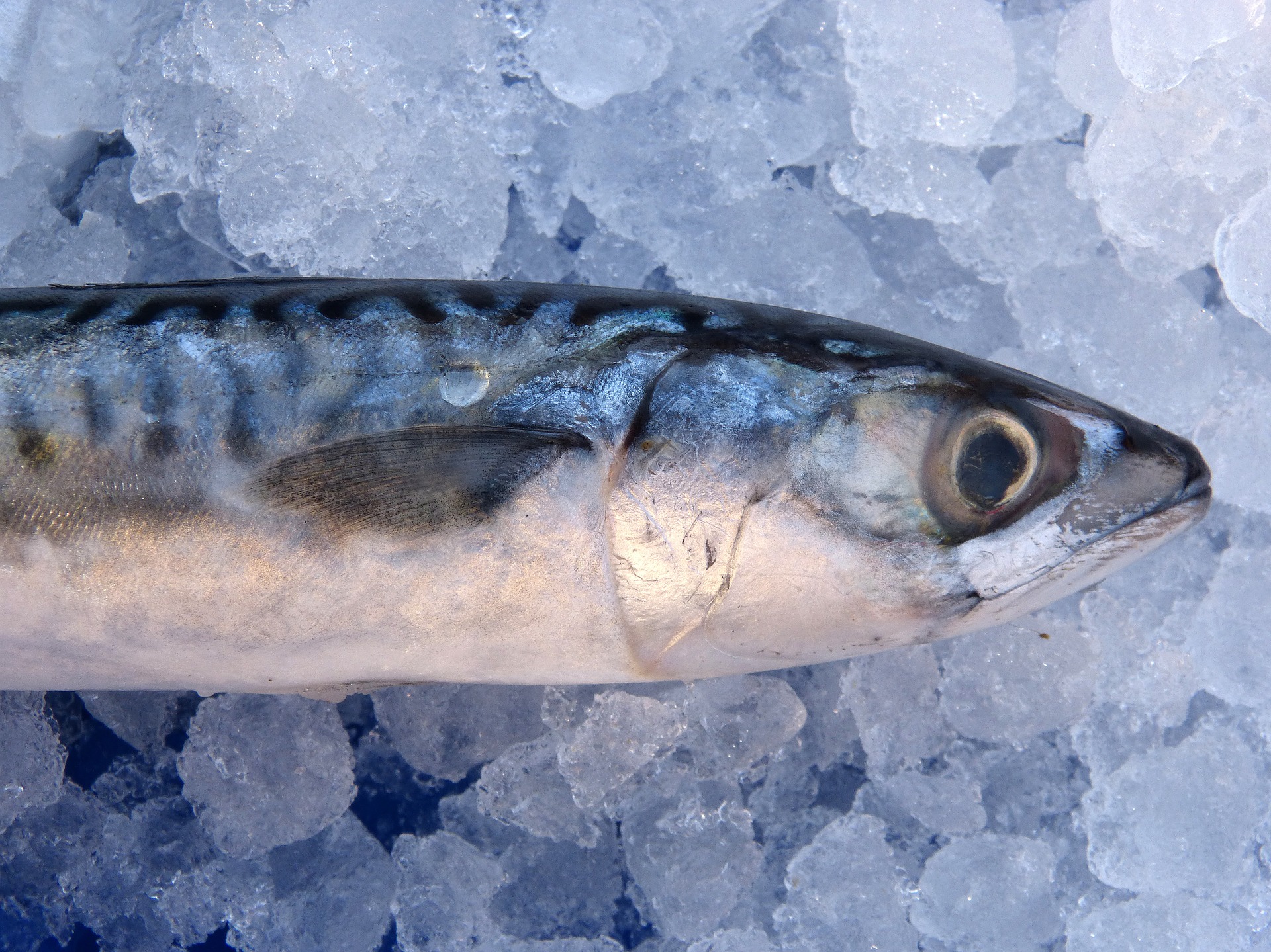 Mislite li da je ribu lako smrznuti?