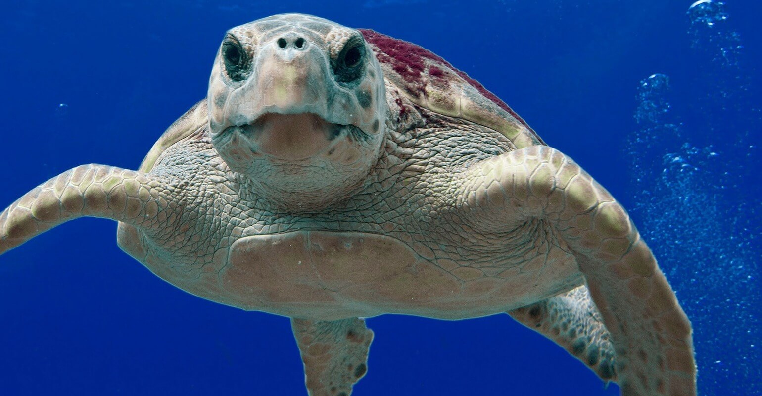 Morske kornjače kao prilov u ribarstvu na Jadranu