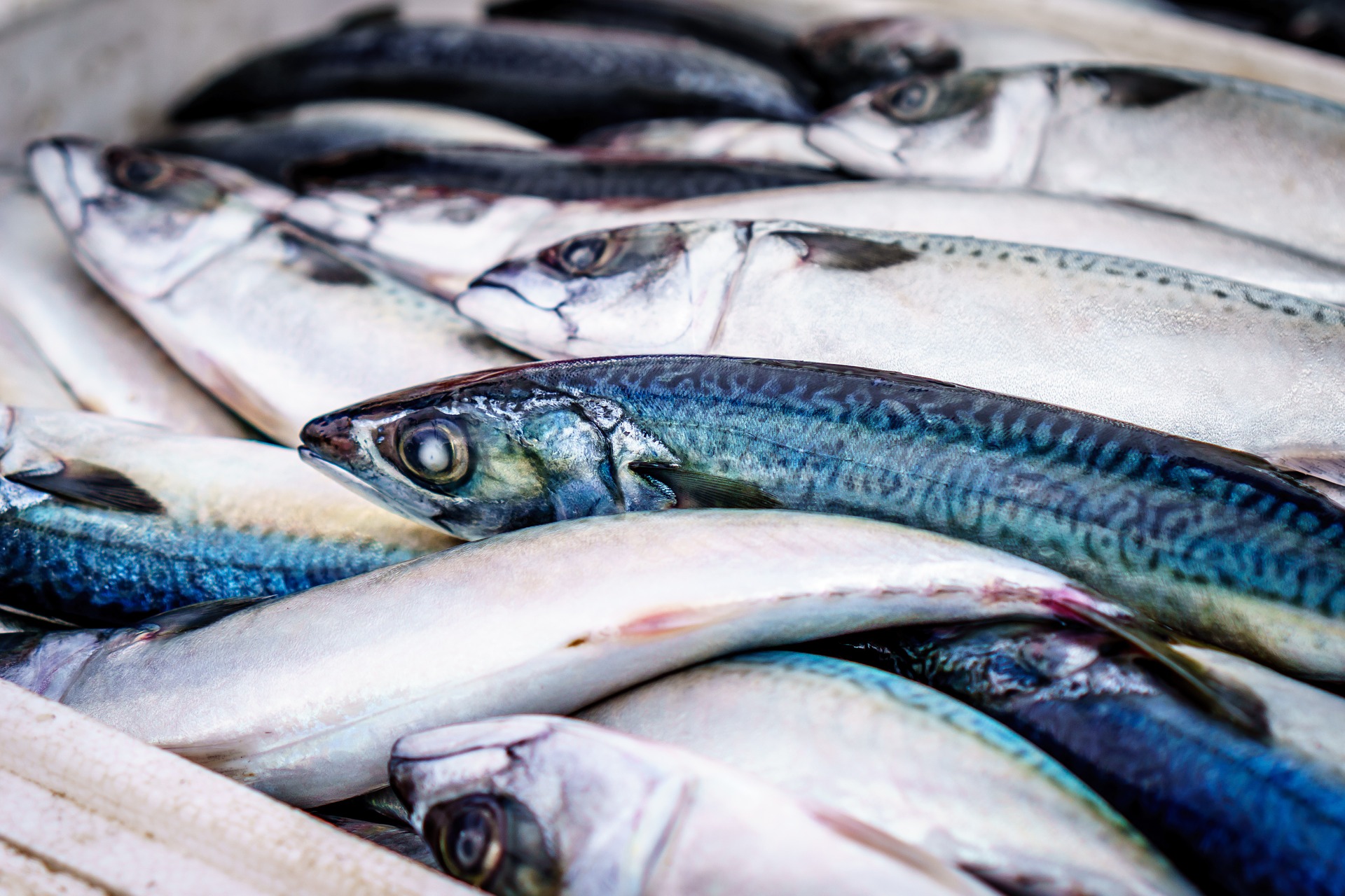 Proizvodi ribarstva i trovanja hranom