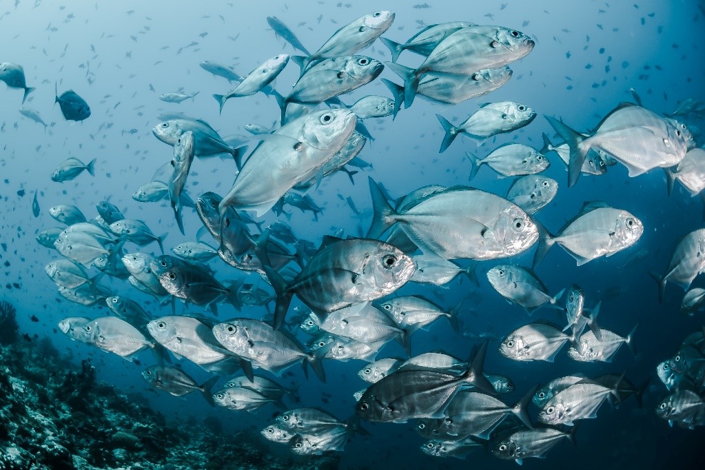 Kako će se mijenjati proizvodnja, a kako konzumacija ribe u narednih 10 godina?