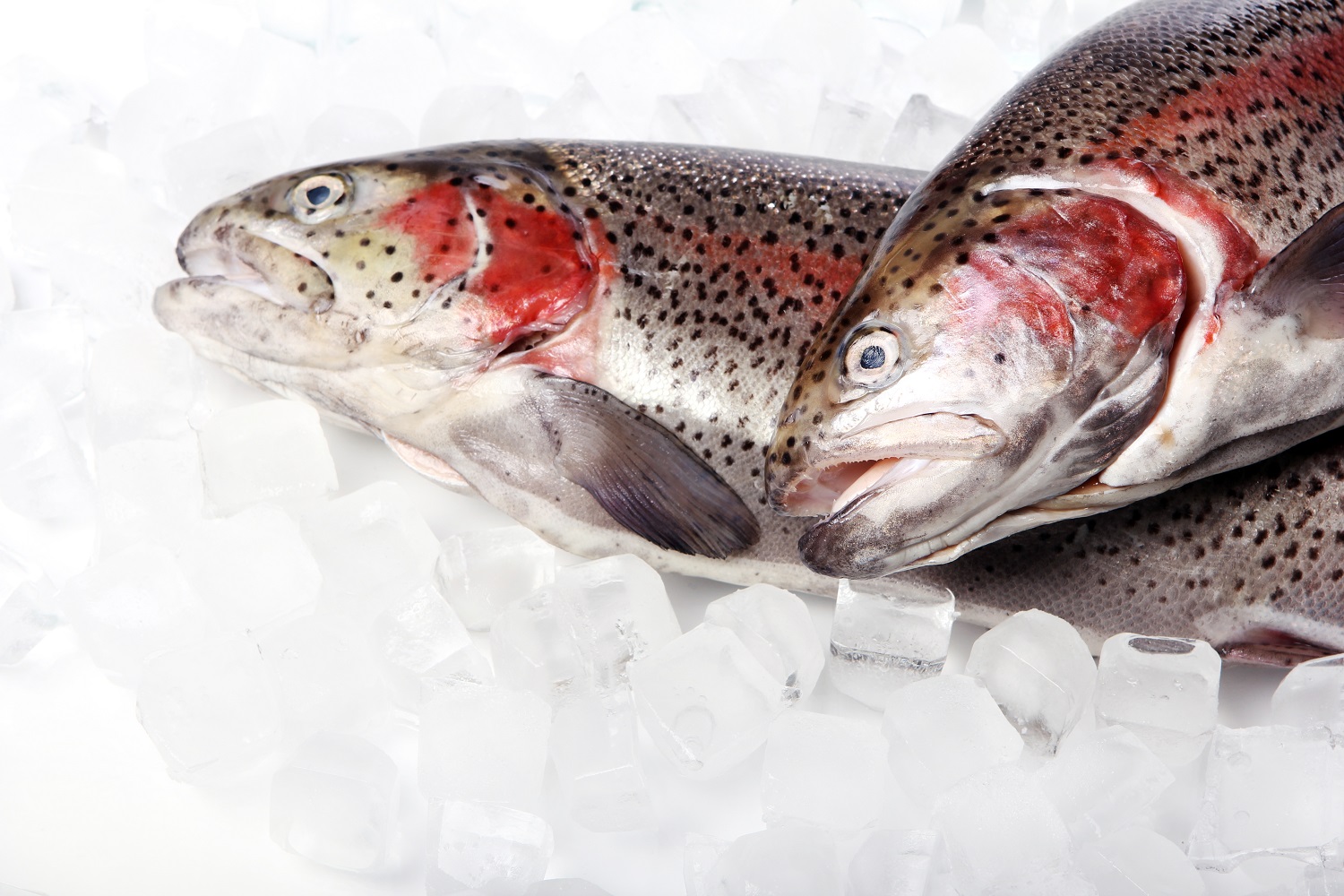 Je li konzumacija ribe tajna dugovječnosti?