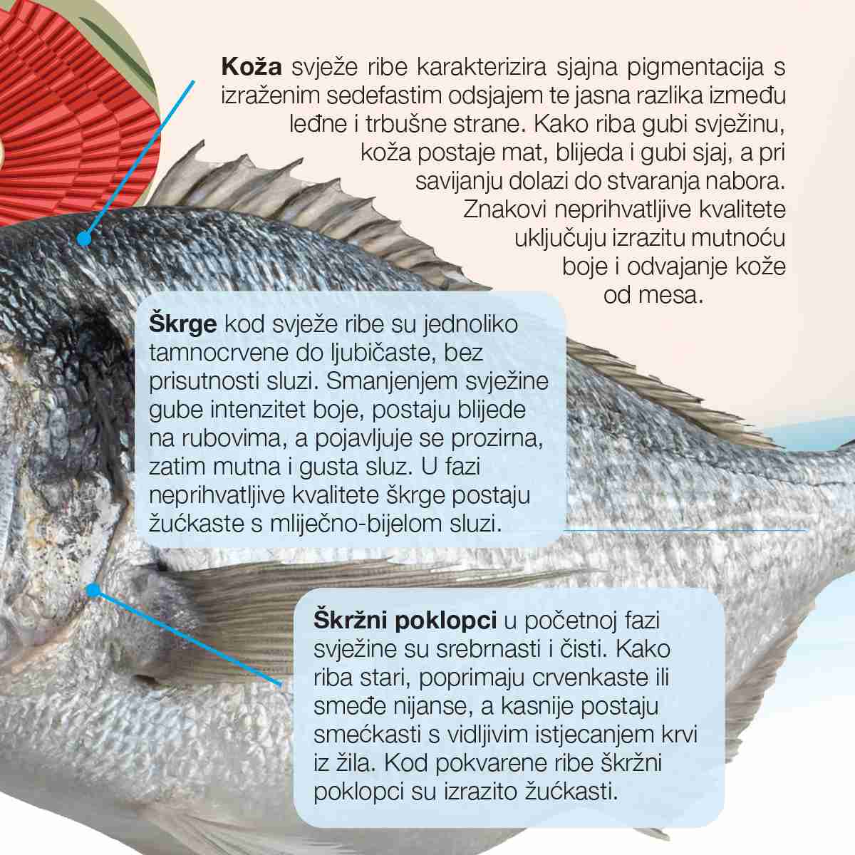 Kako prepoznati svježu ribu?